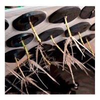 Turbo Clone Air Aero ohne Substrat, aeroponisches Anbausystem zur Herstellung von Stecklingen | VDL gewicht